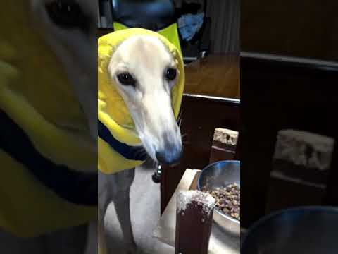 【サルーキ】元気に散歩した後、食事をしながら、買い物に行ったお母さんを待っているルカ