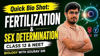 Quick Bio Shot: Fertilization &amp; Sex Determination | Human Reproduction | Class 12 | NEET