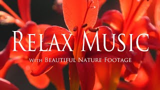 Perfect Relax Music 🧘🏻‍♀️❤️ Zen De-Stress Music with Earth Resonance Frequency✨✨✨