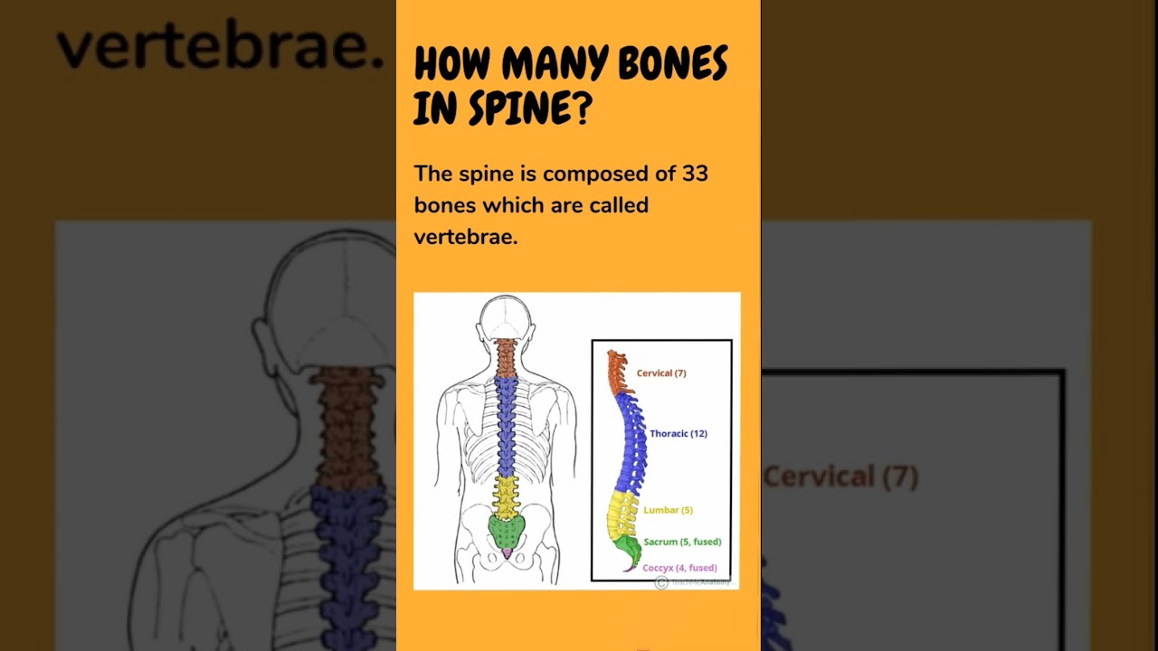 How Many Bones In Spine Medical Coding Interview Question No 1