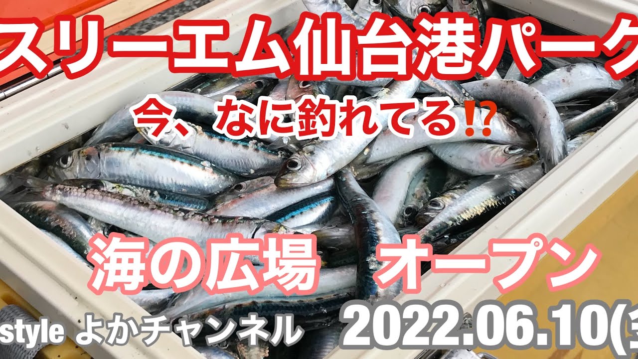 スリーエム仙台港パーク 今 なに釣れてる 22 06 サビキ釣り イワシ サバ 爆釣 Youtube