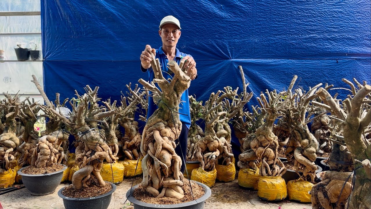 Phôi hoa giấy mua 10 tặng 1 cây to hoành 40 giao lưu toàn quốc ☎️0774.004.020 Nguyễn Danh