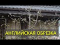 Английская обрезка дерева. Завязей образовывается в 3 раза больше!