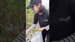Sayuran Segar Ini Hampir Jadi Sampah