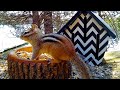 Rise of the Chipmunks: Relaxing Video For Cats and Pets