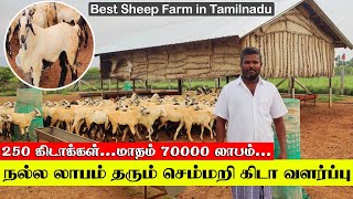 நல்ல லாபம் தரும் செம்மறி கிடாய்கள் வளர்ப்பு | Best Sheep Farm in Tamilnadu