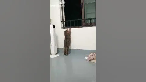 Watch the video about Cat Series