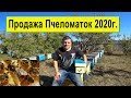 Купить Пчеломатку Карника на 2020 год 🐝 Розыгрыш ✅