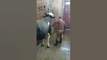 يذبح العجل وهو واقف 