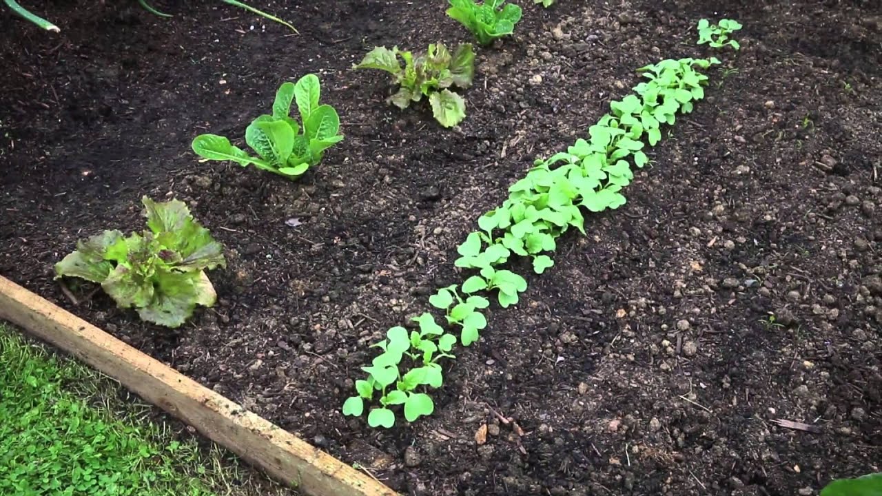 Verbinding wenselijk Briljant Radijs kweken - Alles over het kweken van een radijsplant!