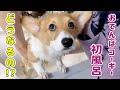 コーギーの子犬初めてのお風呂に怒る！暴れる！