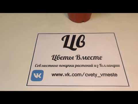 #ЦветыВместе Антуриум Джоли