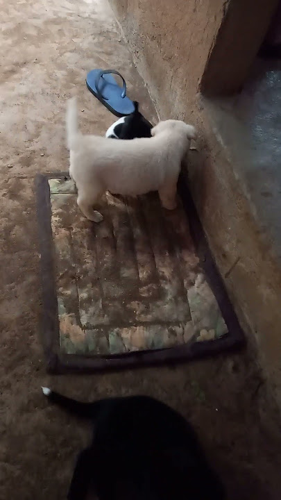kanyaKanyangGawiAngmgaTuta🐩🐕‍🦺🐕 #shorts #shodtsviral #shortsvideo #cutepuppies