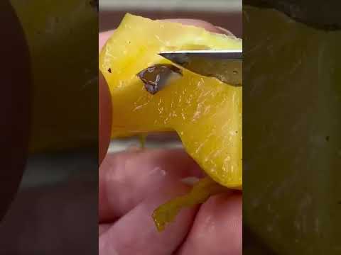 Video: Ko darīt ar Starfruit: karambolas augļu novākšana un izmantošana