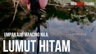 UMPAN MANCING NILA PALING AJIB DAN JITU; LUMUT HITAM  LANGSUNG TES MANCING LIAR, IKAN GAK BISA NOLAK