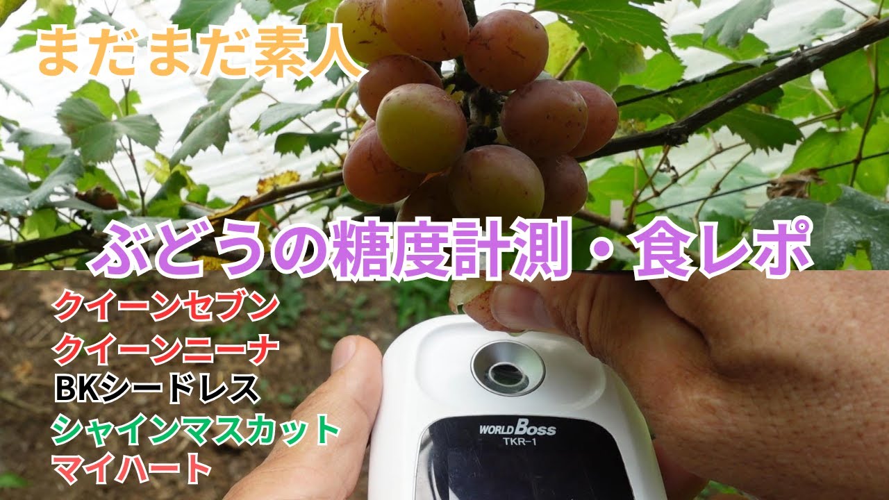ぶどうの品種別、糖度測定と食レポを行いました。