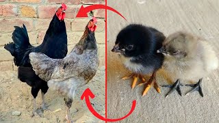 Birds Grow Up || Fast growing blue australorp and black australorp roosters || chicks growth video