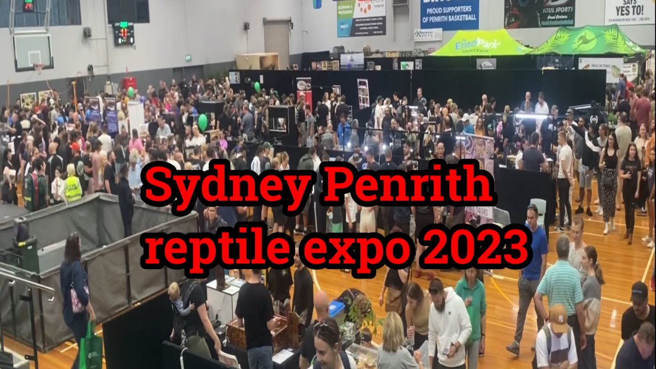 Sydney Penrith reptile expo 2023 YouTube