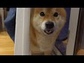 柴犬一家、突然の出来事に大パニックになる。
