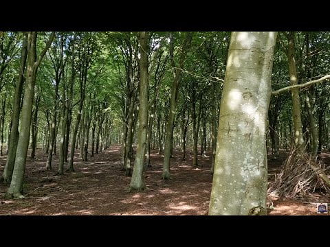 A Solo Hiking Adventure: Friston Forest