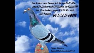 Linienzucht Wittenbuik Gaby Vandenabeele DV1372 15 0001 V
