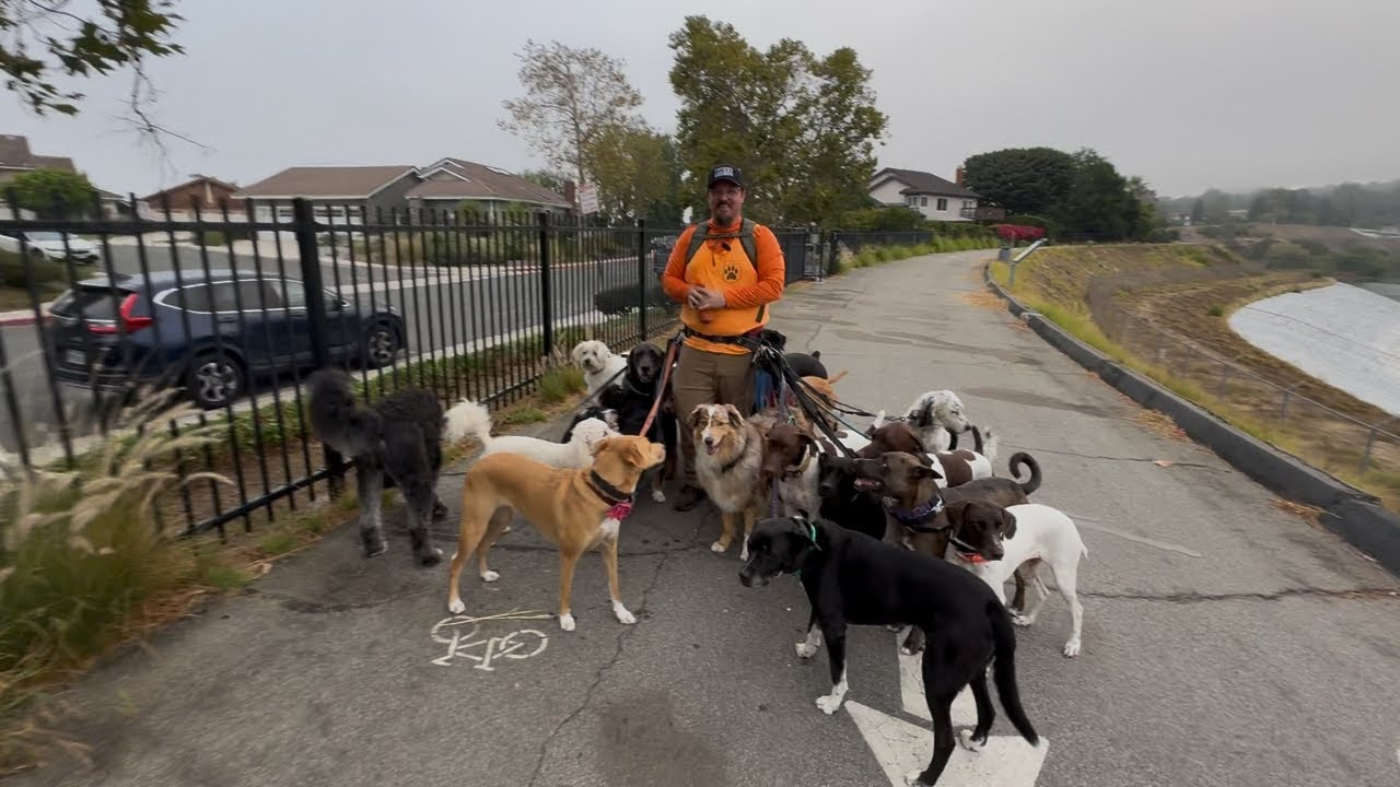 DOGEX: How Does Drew Clean Up After A Big Pack?