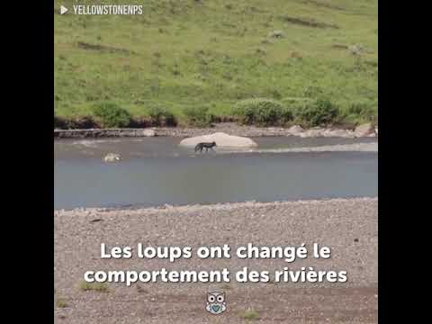 Vidéo: Le Loup D'hiver Regarde Dans La Vallée De Lamar à Yellowstone - Réseau Matador