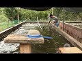 Alimentación del biofloc y ceba de tilapia