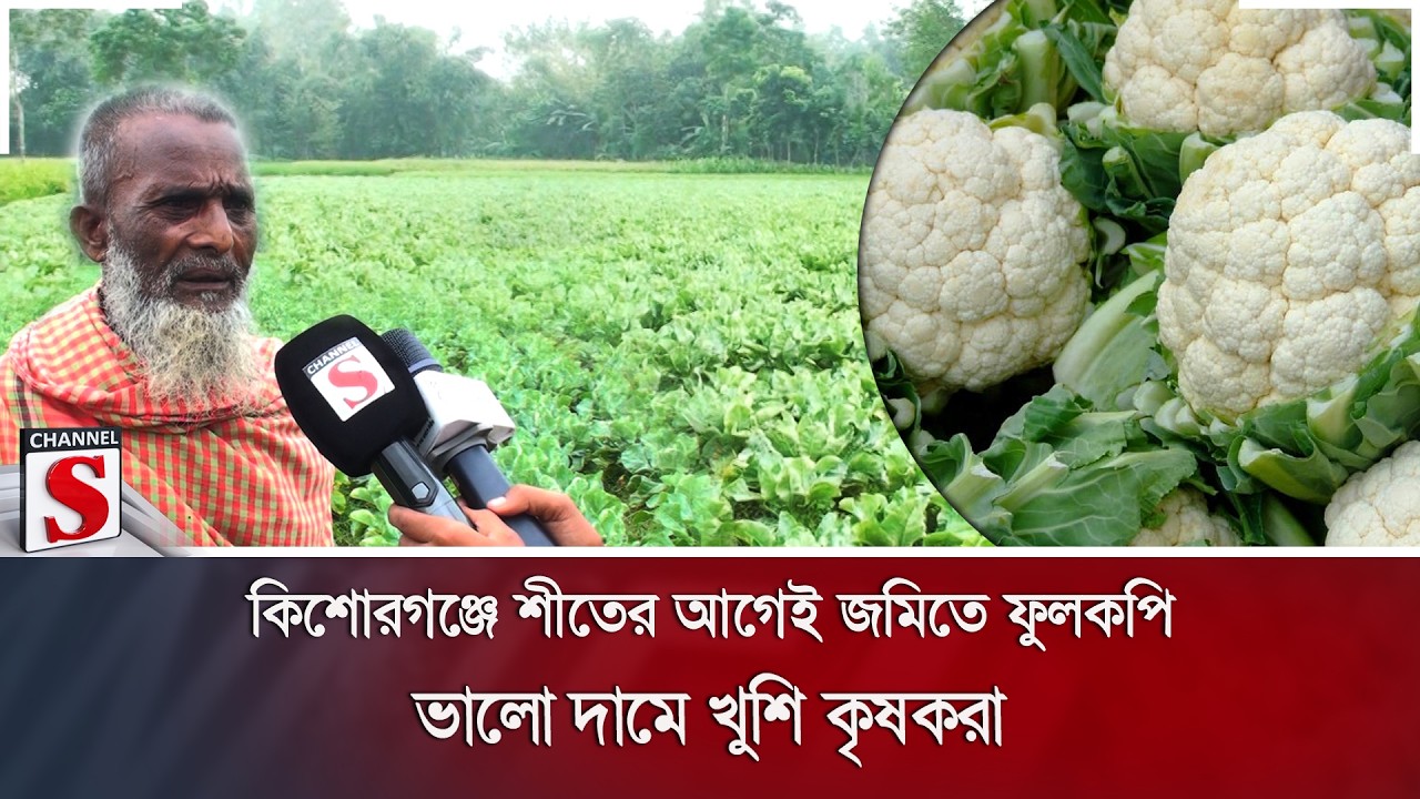কিশোরগঞ্জে শীতের আগেই জমিতে ফুলকপি; ভালো দামে খুশি কৃষকরা | Channel S News