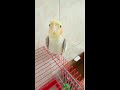 Riko happy cockatiel calopsita and playing compilation 01calopsitte joyeuses qui jouent et chante