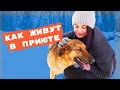 Бездомные собаки и кошки: как помочь приютам