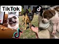 Funny DOGS of TikTok Compilation ~ Dogs Doing Funny Things ~ Try Not to Laugh