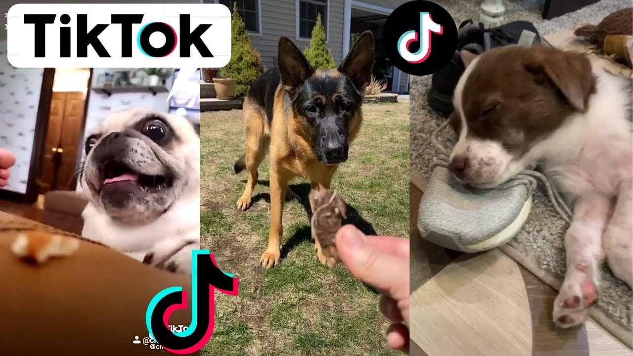 Funny DOGS of TikTok Compilation Dogs Doing Funny Things Try Not to