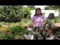How Do I Force Petunias to Bloom? : Grow Guru How Do I Force Petunias to Bloom? : Grow Guru