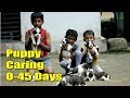 Puppy caring zero to 45 days I dog farming kerala I Puppy food