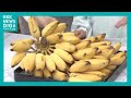 「なんとなく植えた」庭のバナナが “食べごろ”に!食感も味わいも新感覚?みんなで実食!その味は?