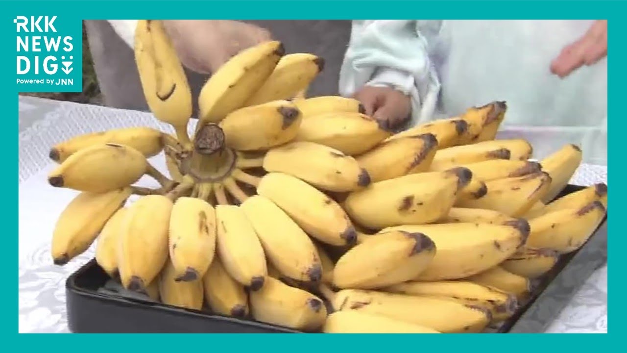The bananas in the garden that 