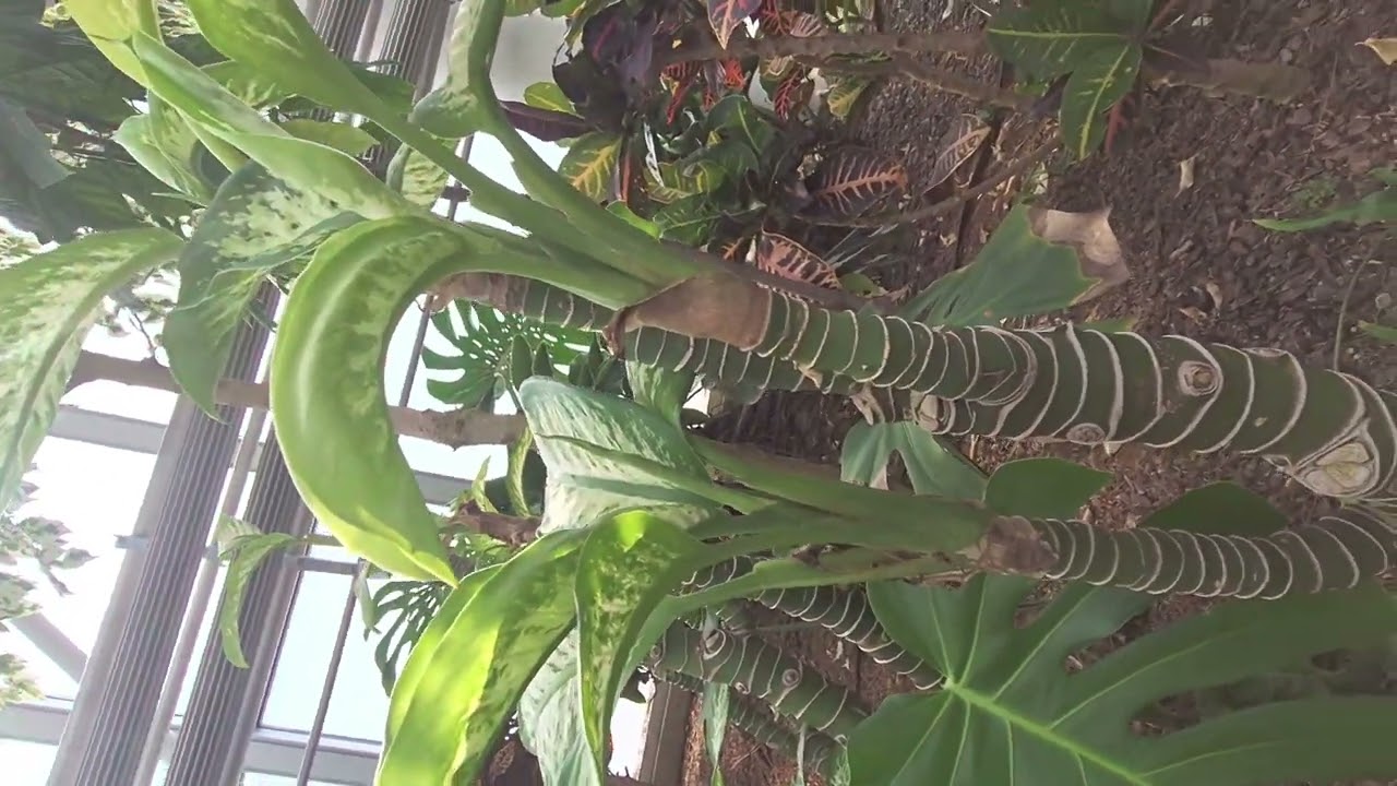 #대왕고사리#칼라데아#디펜바키아#관엽식물 / 매일 천국문이 열리는 곳#국립세종수목원 