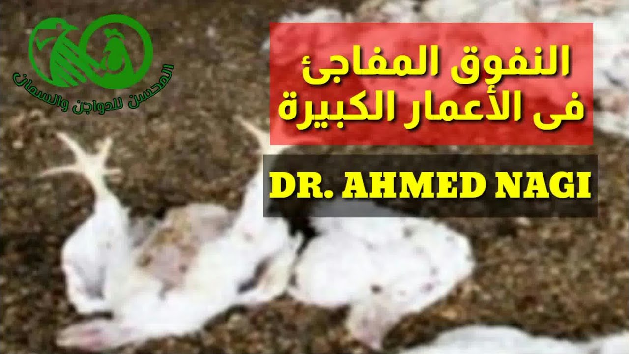الفراخ بتموت فجأة وهى أوزان كبيرة وتتقلب على ضهرها ؟! الأسباب والعلاج (التغذية العلاجية)