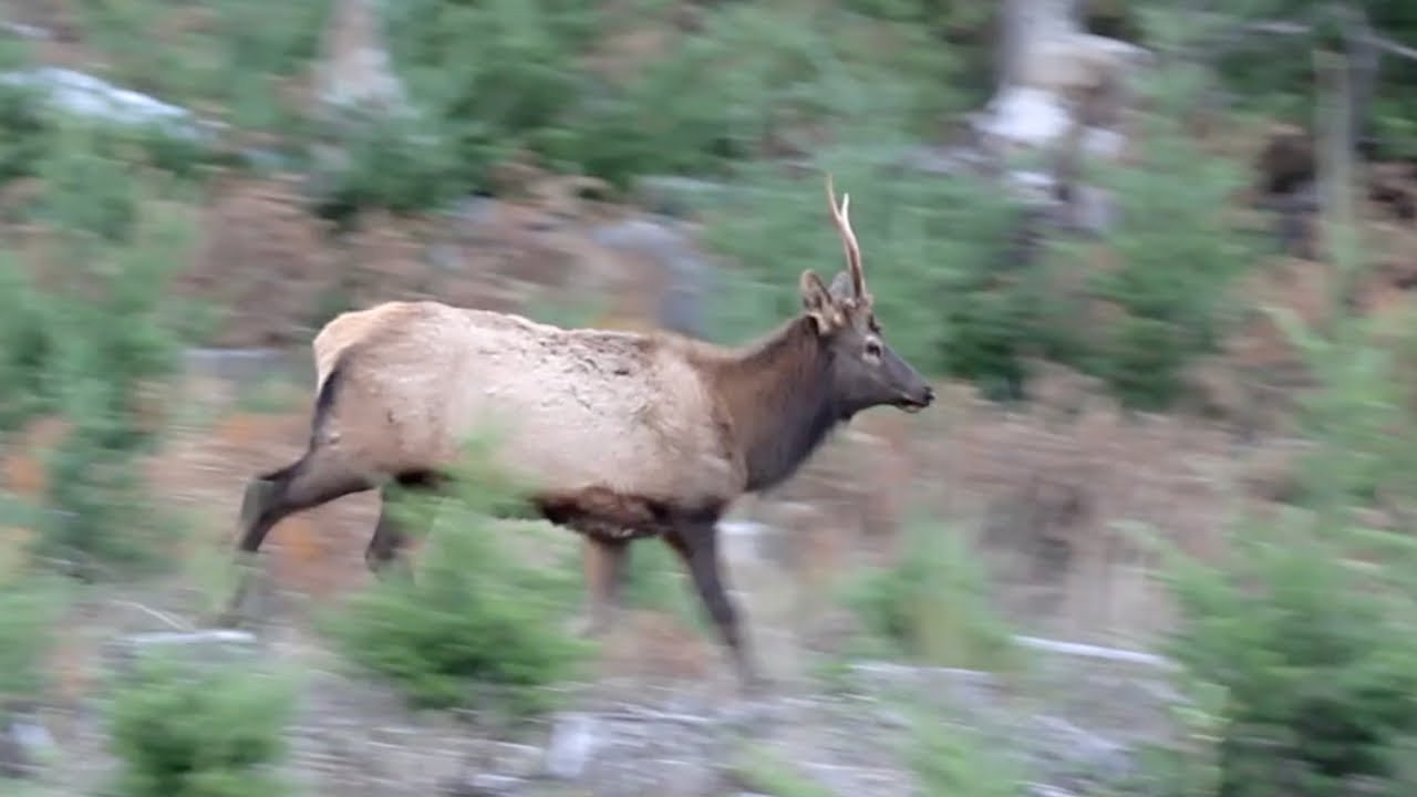 Oregon Coast ; Roosevelt Elk & Blacktail Deer YouTube