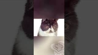 Kitty Amazing • Dick Figures #SHORTS