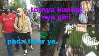 Harga kucing yang ada di pasar barito// ternyata di sana gini!!