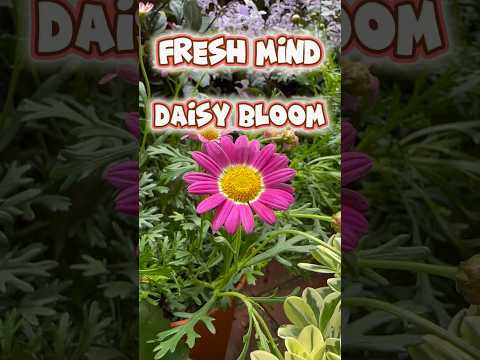 The Daisy Bloom Leak: Science's Newest Puzzle