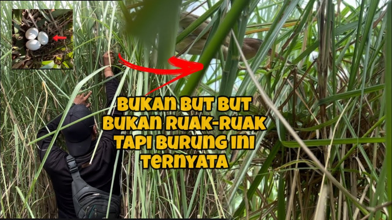 Misteri terungkap,,, ternyata burung ini pemilik sarang yg buat kita kebingungan 🤪🤪🤪