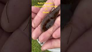 BABY FLOUNDER! #follow #like #reels #shortsclip #explore #youtubeshorts #subscribe #flounder