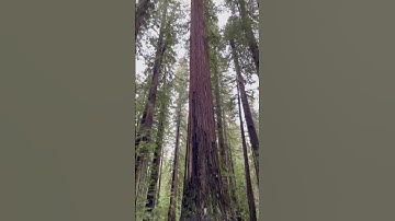“Tall Tree” in Humboldt Redwoods State Park. This beauty is knocking on 360 feet (near 110 meters)
