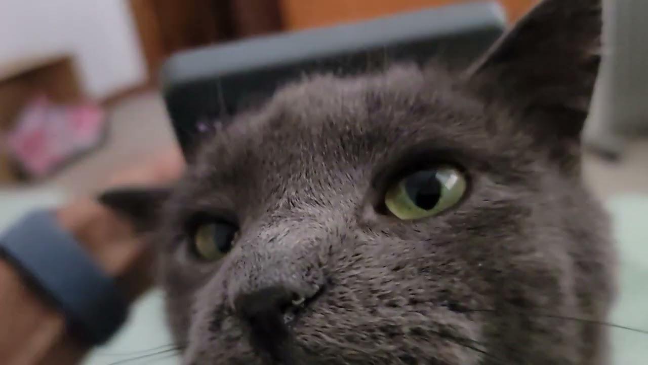 Foster kittie Howie loves being brushed