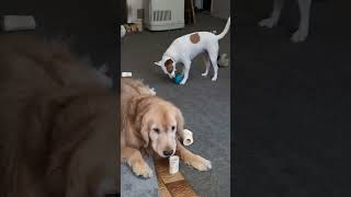 Sunday mornings with Maybelline Anakin Lucas & Rocsi 🐕🐈🐕🐩♥️ by Chien Lunatique 132 views 1 month ago 3 minutes, 22 seconds