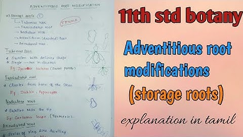 Adventitious root modification//11th botany//explanation in tamil
