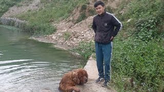 First Vlog Tibetan mastiff afraid of swimming || Rottweiler enjoying in pond #tibetanmastiff by The Pahadi Dogs 155 views 7 months ago 8 minutes, 8 seconds